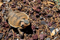 Wildlife